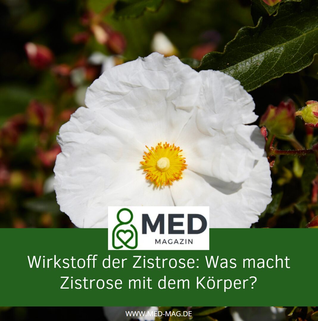 Wirkstoff der Zistrose Was macht Zistrose mit dem Körper