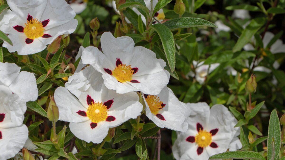 Wirkung von Cistus Tee auf die Leber: Zistrose und ihre Anwendung