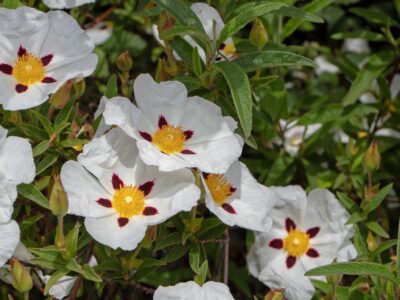 Wirkung von Cistus Tee auf die Leber: Zistrose und ihre Anwendung