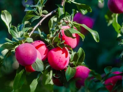 Pflaumen als natürliche Helfer: die gesunde Wirkung der Superfrucht