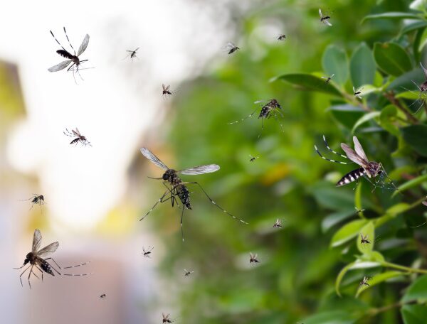 Kaffee gegen Mücken: Ein natürlicher Schutz vor den Plagegeistern