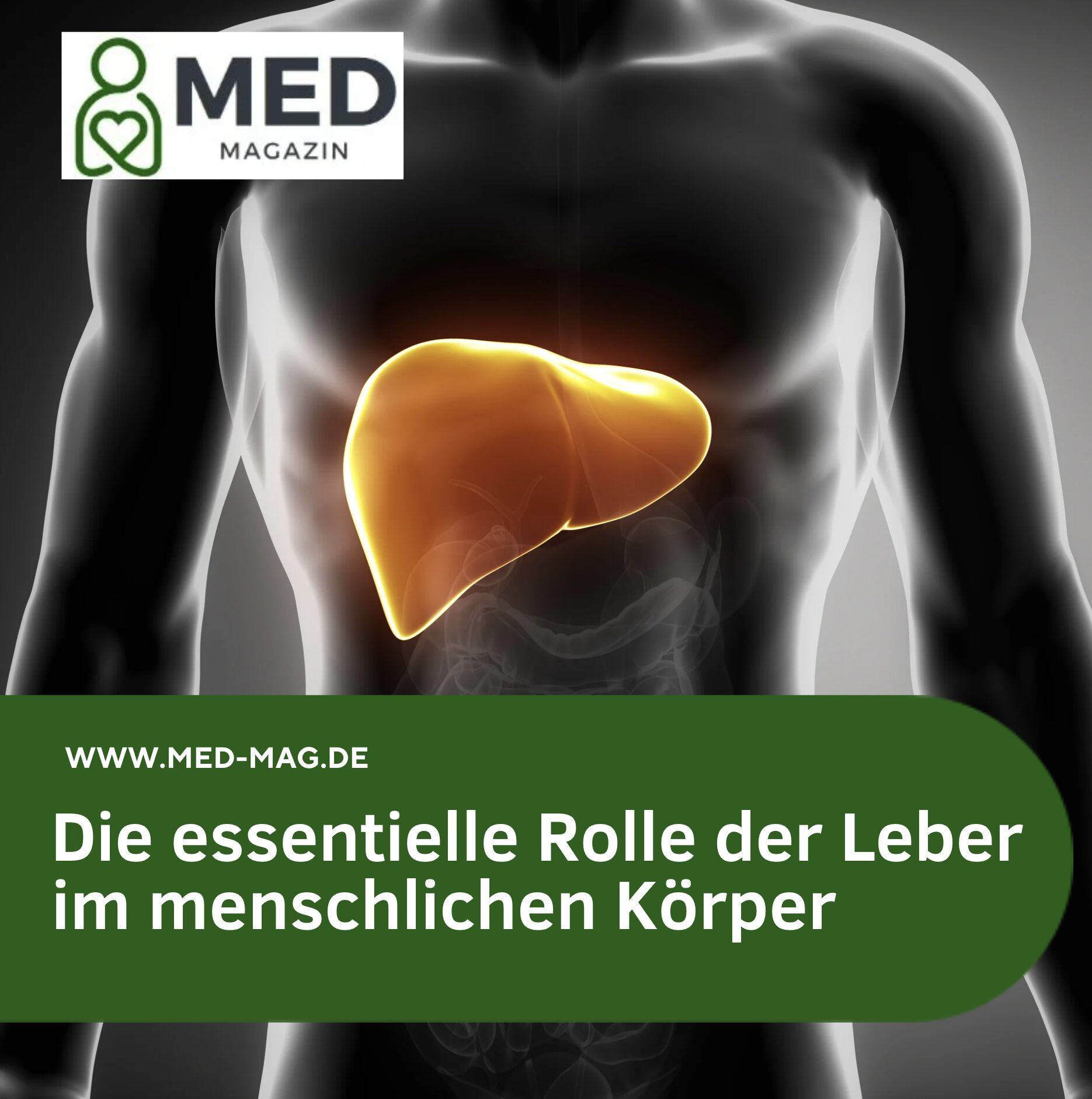 Die essentielle Rolle der Leber im menschlichen Körper