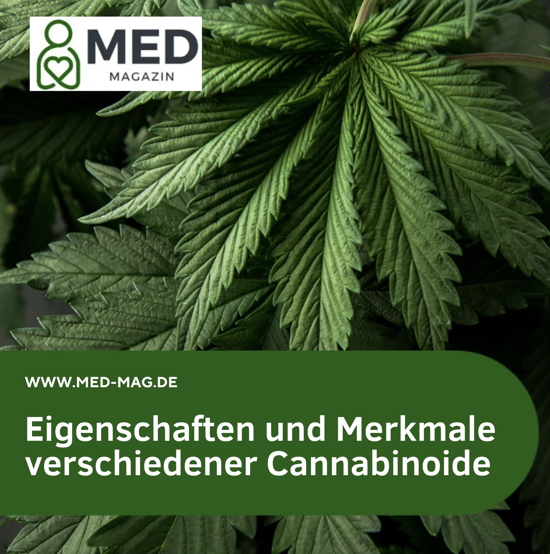Eigenschaften und Merkmale verschiedener Cannabinoide Schmerztherapie