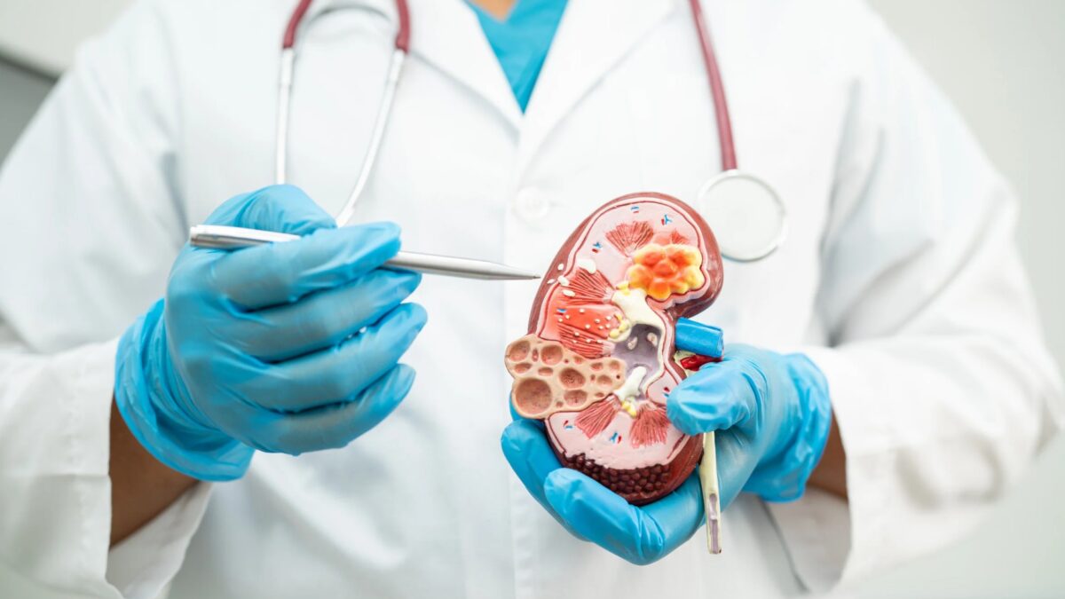 Wie viel kostet eine Niere auf dem globalen Organhandel und in der Medizin