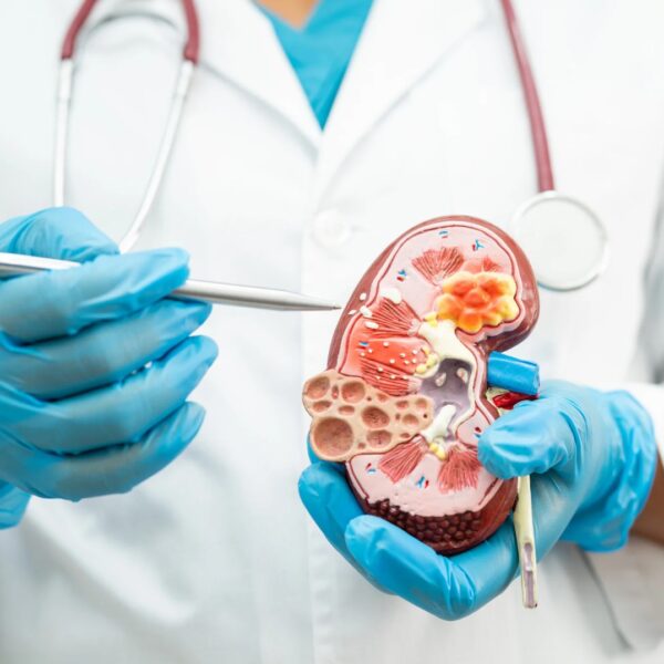 Wie viel kostet eine Niere auf dem globalen Organhandel und in der Medizin