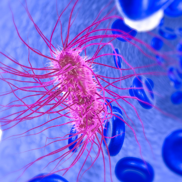 Was tötet E coli-Bakterien Diese Methode tötet die Bakterien zuverlässig ab