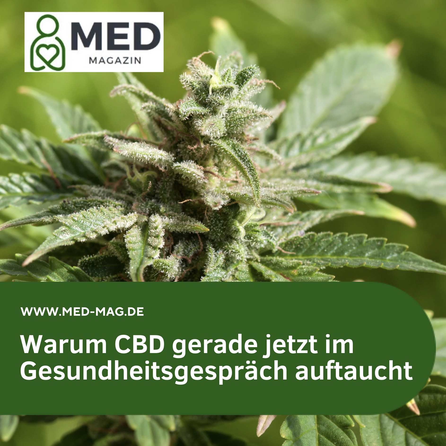 Warum CBD gerade jetzt im Gesundheitsgespräch auftaucht Warum CBD gerade jetzt im Gesundheitsgespräch auftaucht